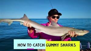 Bonnet Head Shark Catch And Cook - Youtube