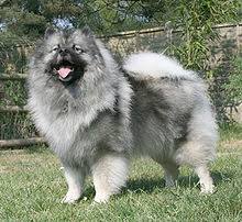 Keeshond Wikipedia