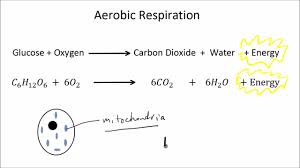 Aerobic And Anaerobic Respiration Part 1 Of 2 Gcse Science Biology Get To Know Science Youtube