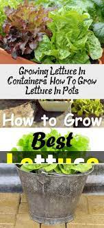 Growing Lettuce In Containers Is Fun And Easy And You Can Harvest Fresh Crispy Containers Growing Lettuce Container Gardening Vegetables Planting Lettuce