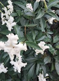 Image result for Blepharis buchneri