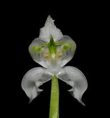 Image result for Disperis