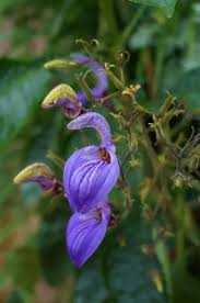 Image result for Brillantaisia oligantha