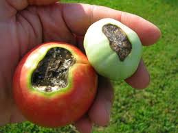 Blossom End Rot Garden Myths