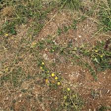 Image result for Cucumis myriocarpus