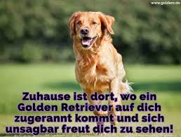 Golden Retriever Zitate Und Sprüche