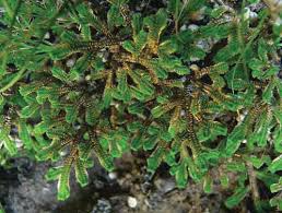 Image result for Isoetes welwitschii