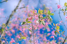 Resultado de imagem para flores jardim