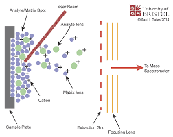 High resolution mass spectrometry in assigning mass values to atoms and molecules, we have assumed integral values for isotopic masses. Matrix Assisted Laser Desorption Ionization Maldi