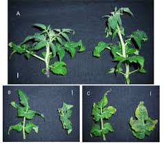 Leaf edges showing potassium deficiency. Symptoms Of K Deficiency In Tomato Plants Wild Type And Transgenic Line Download Scientific Diagram