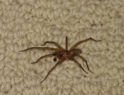 Spider Categorized Species Photos Pest Control Canada