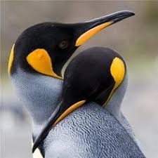 Birds That Look Like Penguins But Fly Beyzaƹ ӝ ʒ On Penguins Animals Beautiful Animals