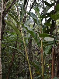 Image result for Renealmia