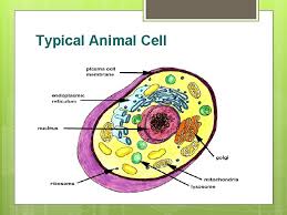 We did not find results for: Cell Structure Function Dr Mrs Shreya R Patil