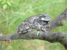 However, you are more likely to an old common name for the gray treefrog was the tree toad because it has relatively warty skin for a frog. Spring Amphibian Timeline U S National Park Service