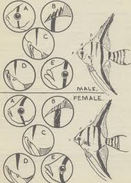 Angel Fish Male Female Difference Sexing The Angelfish And