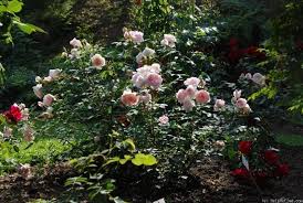 Morden Blush Rose Photo Blush Roses Rose Photos Rose