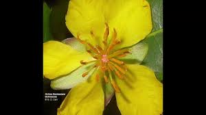 Image result for Ochnaceae