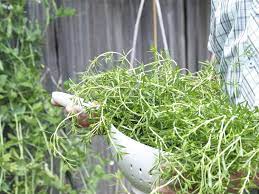 Ensure soil is moist before planting. Everything You Need To Know About Growing Thyme Kitchn