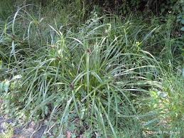 Image result for Cyperus tenuiculmis