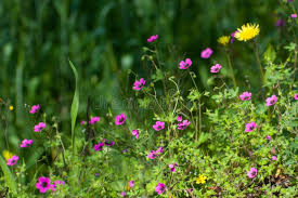 Image result for Geranium ocellatum