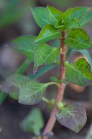 Image result for Bergia pentheriana