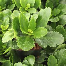 Kalanchoe blossfeldiana | Mountain Crest Gardens™