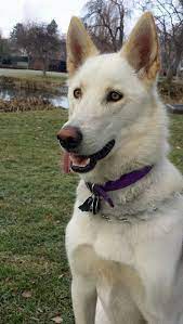 We did not find results for: Abigail The German Shepherd Mix Mutt Dog German Shepherd Husky Mix Beautiful Dogs