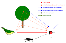 sound recording in the field avisoft bioacoustics