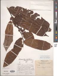 Image result for Monanthotaxis buchananii