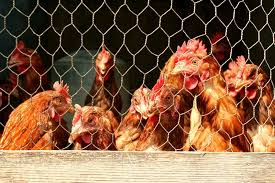 They need light to germinate and you should keep them moist but not wet. How To Care For And Keep Chickens Pet Sitting Of Indianapolis