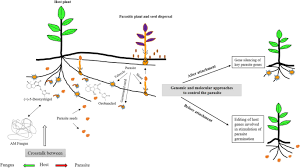 Biotechnological approaches for the control of insect one such approach has been the use of transgenic plants expressing plant defence molecules. Zhgzi L3n0iizm