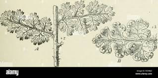 Image result for Mohria