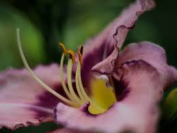 Selecting zone 5 sages the kind of salvias appropriate for a zone 5 garden partly depends on whether you want to plant them as perennials or annuals. Daylily Types Flowers Pictures How To Plant And Grow Florgeous