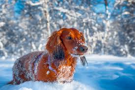 1920x1080 stute auf einer wiese. Bilder Dackel Hunde Winter Schnee Blick Ein Tier