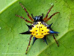Photos In This Post Were Taken In Bengkulu Sumatra Indonesia This Spiny Spider Is From The Family Of Of Araneidae Under Genus Of Gaster Spider Insects Sumatra