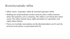 Image result for Supinator Reflex