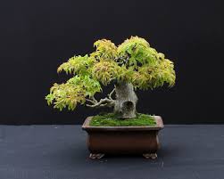 This is a list of japanese maple tree varieties we offer that grow from 10 and 15 feet tall at maturity. Harry Harrington On Twitter Acer P Shishigashira Lion S Head Maple Bonsai Bonsai Shishi Shishigashira Acer Palmatum Japanese Maple