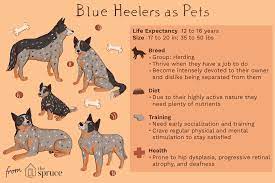 Blue Heeler Australian Cattle Dog Full Profile History And Care
