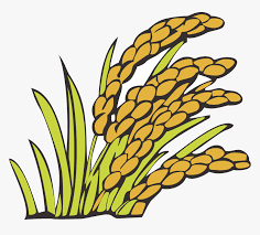 Cara menggambar petani menanam padi di sawah youtube. Wheat Clipart Bunga Padi Kartun Padi Png Transparent Png Transparent Png Image Pngitem