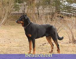 Ukpets found 0 beauceron for sale in the uk. Beauceron Puppies For Sale Uk