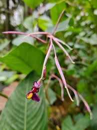 Image result for Marantochloa purpurea