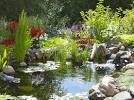 Small Backyard Pond