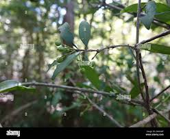 Image result for Coptosperma supra-axillare