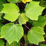 Image result for Triumfetta cordifolia