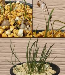 Image result for Litanthus pusillus