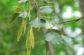 Image result for Dalbergia sissoo