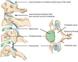 Identifying the backbone of corporate control computing cumulative control generalizing the method of backbone extraction j.b. How Does The Spine Work Informedhealth Org