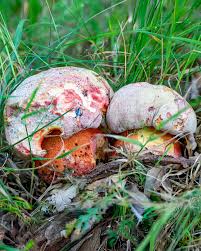 Image result for Bolusiella talbotii