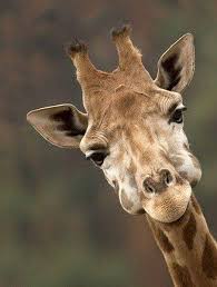 See more ideas about giraffe, giraffe art, giraffe pattern. Giraffe Blank Template Imgflip